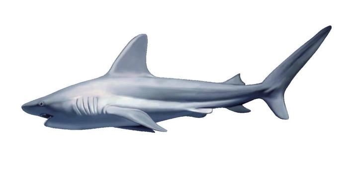  White Shark Alpha Texture - Full Perm 