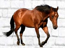 Horse Wall Decal