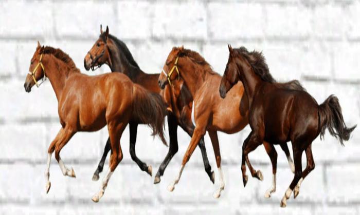 Running Horses Wall Decal