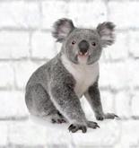 Koala Wall Decal