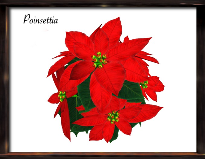 FN*poinsettia