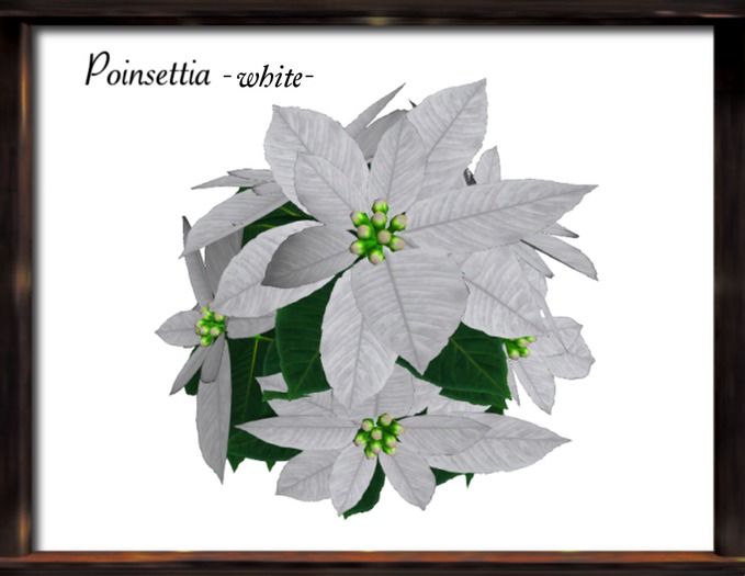 FN*poinsettia -white-
