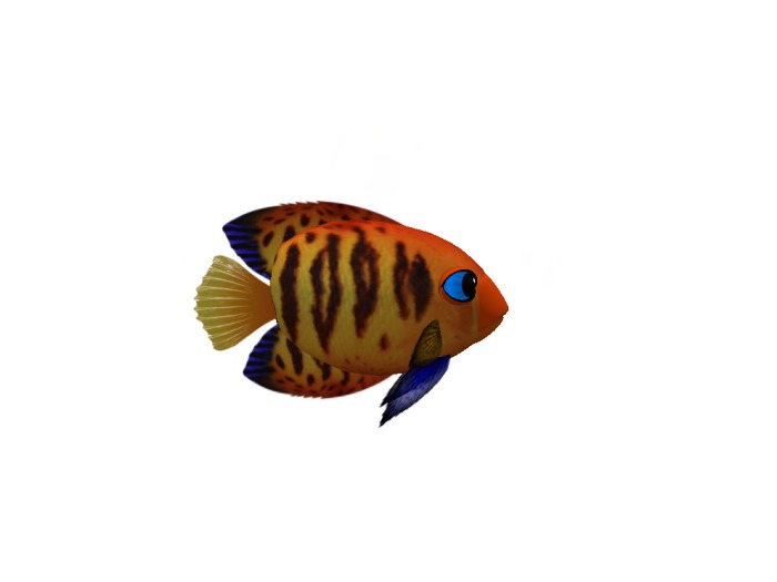 (7S) Uncommon Fish: Mama Flame Angel Orange
