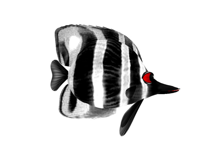 (7S) Uncommon Fish: BW Banded Fish