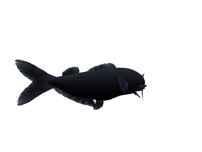 (7S) Uncommon Fish: Blue Catfish