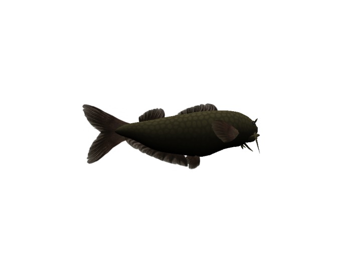 (7S) Uncommon Fish: Yellow Catfish