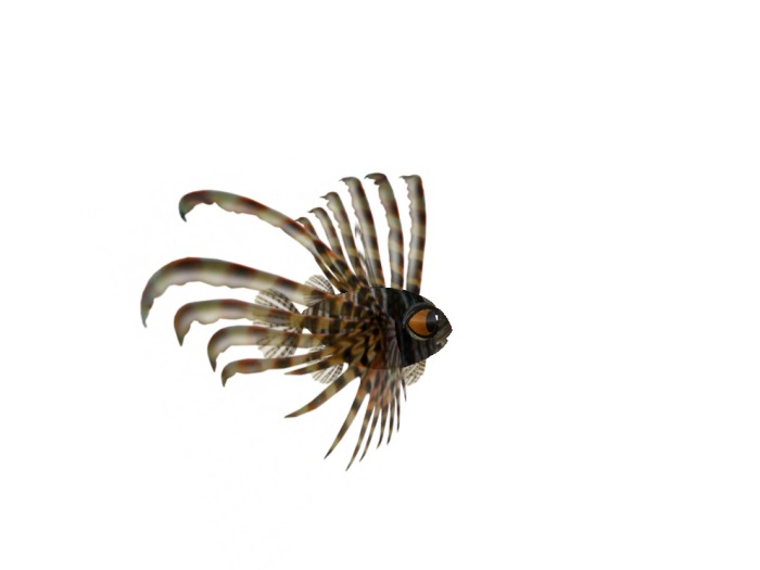 (7S) Uncommon Fish: Brown Lionfish