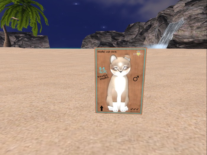 KittyCatS Box - New Born Kitten Male