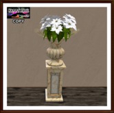 Christmas - Urn & Pedestal and White Poinsettia - Golden