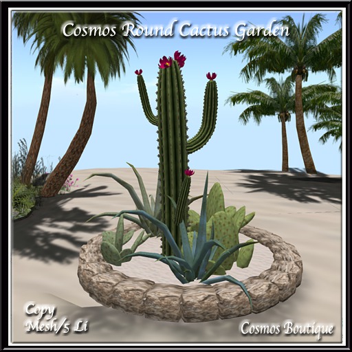 Cosmos Round Cactus Garden (BOX)