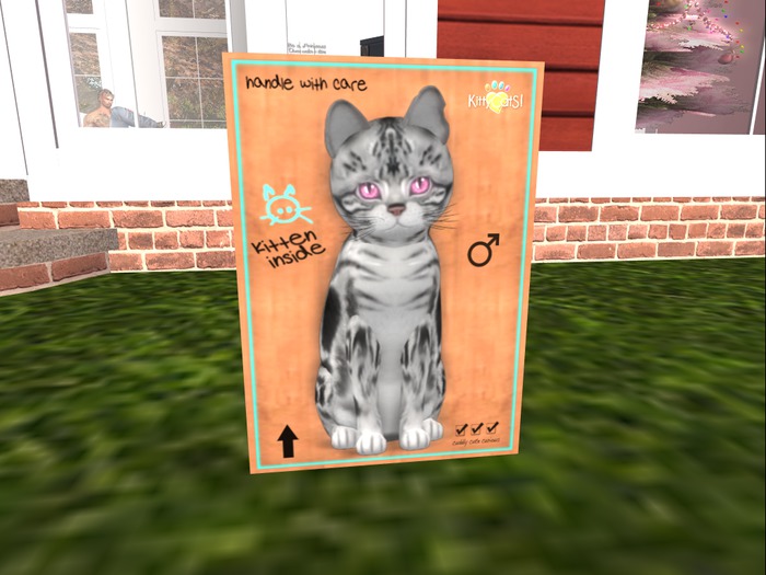 KittyCatS Box - New Born Kitten