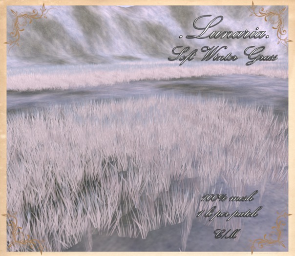 .Lunaria. Soft Winter Grass