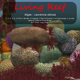 Inochi Reef - Laurencia obtusa