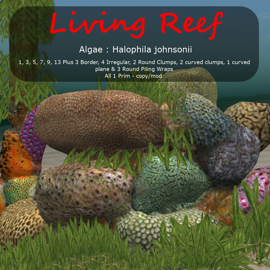 Inochi Reef : Algae "Halophila Johnsonii"
