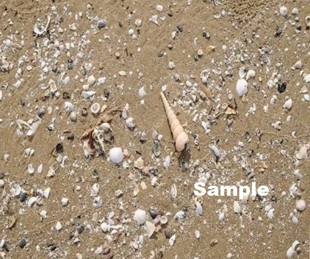 Sand & Shell Texture CM