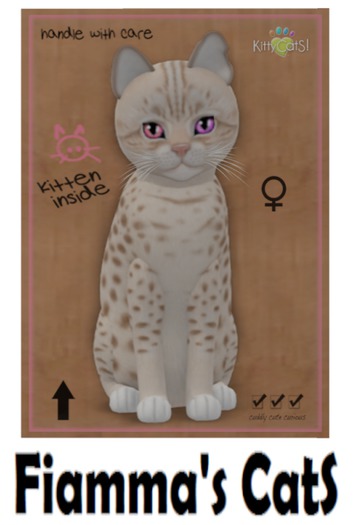 KittyCatS Box - Ocicat - Lavender