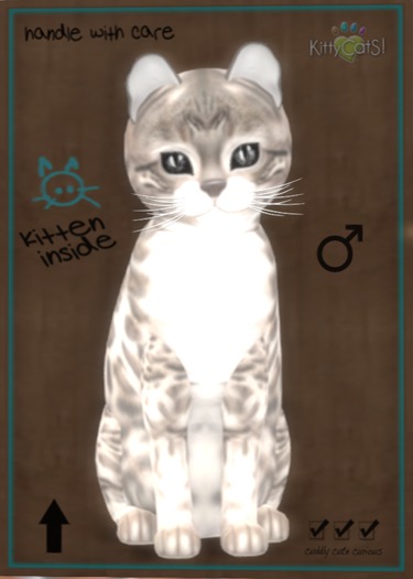 KittyCatS Box Normal - Boy 9