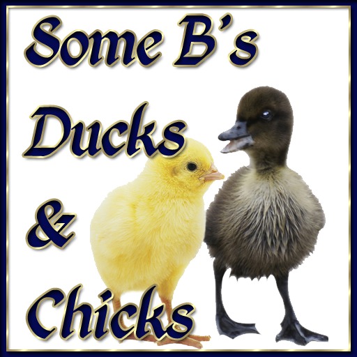 Barnyard Duck Nest DRAKE