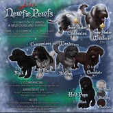 JIAN Newfie Pewfs 14. Chocolate Held BOX