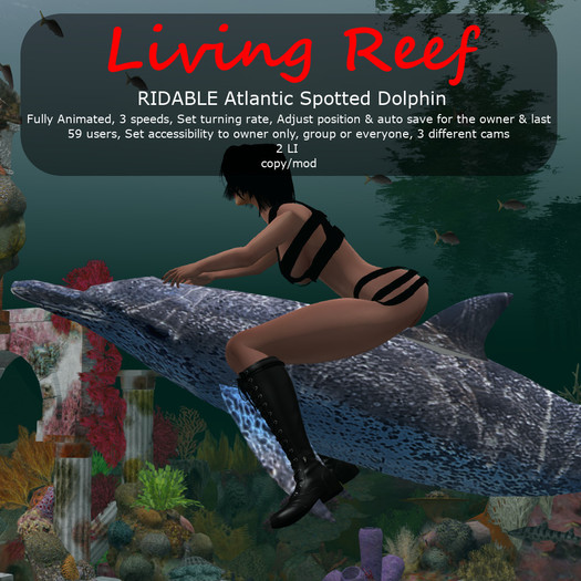 Inochi Reef - RIDABLE Atlantic Spotted Dolphin