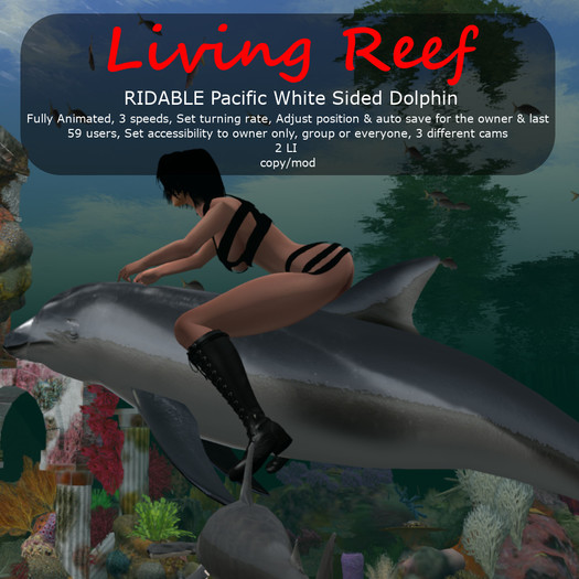 Inochi Reef - RIDABLE Pacific White Sided Dolphin