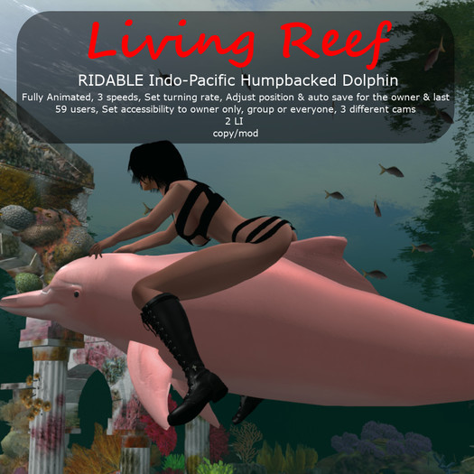 Inochi Reef - RIDABLE Indo-Pacific Humpbacked Dolphin