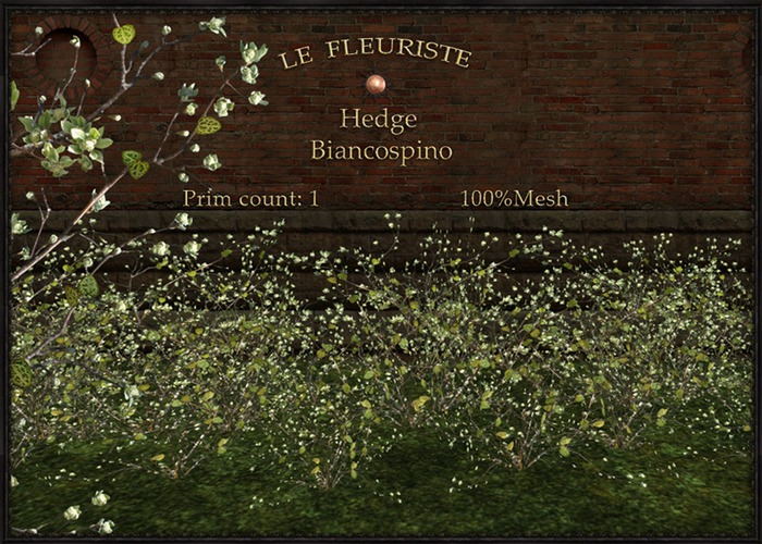 F*HEDGEbiancospino