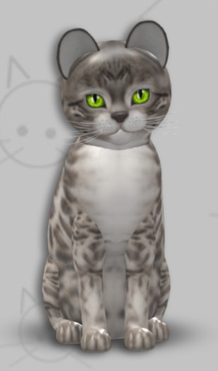 KittyCatS Box - TOY BengalSnow Male 0bc6