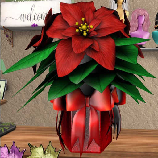 [AD] Poinsetta