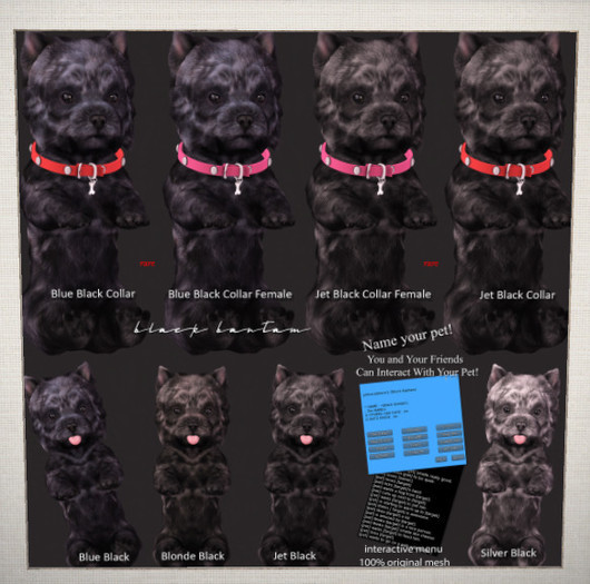 *[BB] Blue Black Westie Male 1