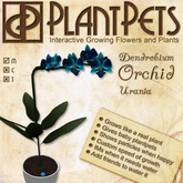 PlantPet Seed [Dendrobium Orchid *Urania*]
