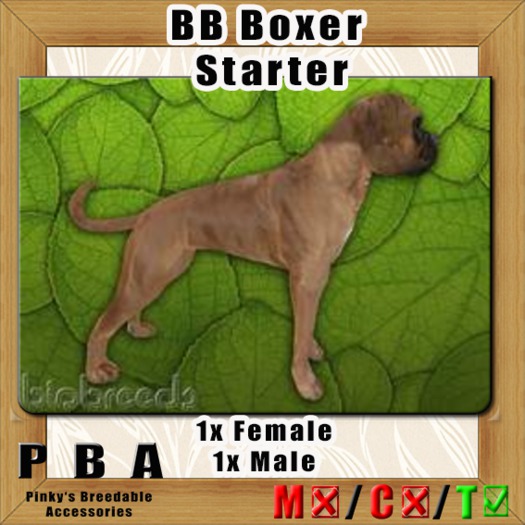 BB Boxer Pair Starter