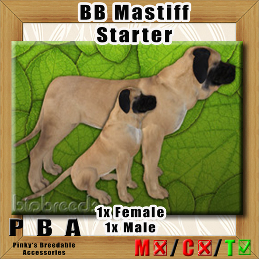 PBA  - BB Mastiff female Starter  Box