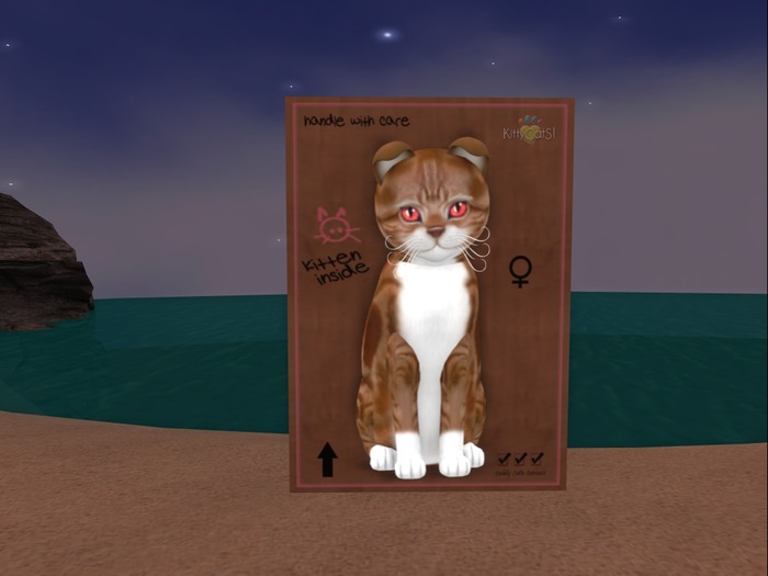 KittyCatS Box - New Born Kitten