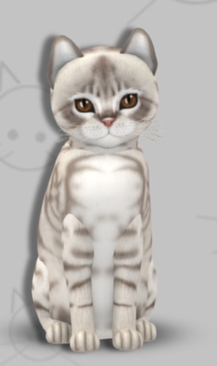KittyCatS Box - Australian Mist Blue Marble/9T/Female
