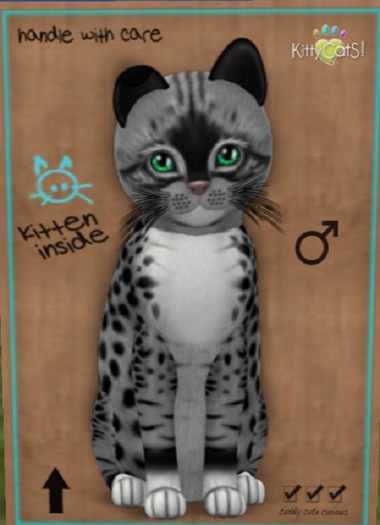 KittyCatS Box - New Born Kitten