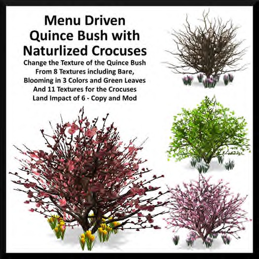 Menu Driven Quince Bush with Naturlized Crocuses - Boxed
