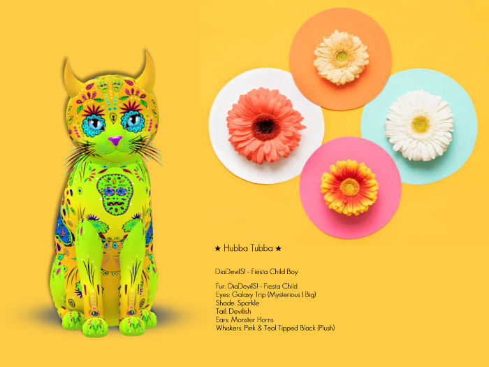 KittyCatS Box - DiaDevilS! - Fiesta Child Boy - Hubba Tubba - O