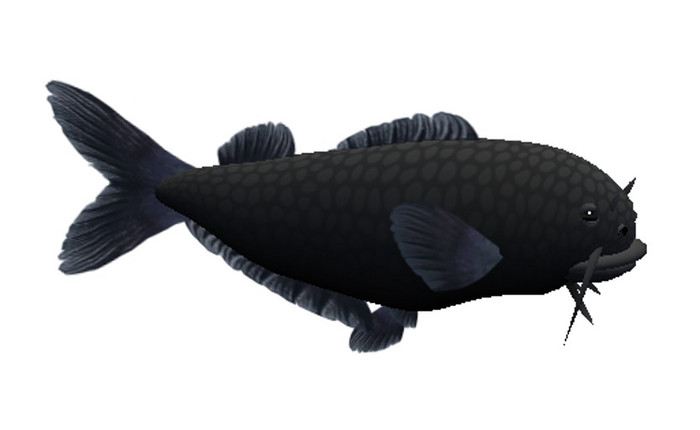(7S) Uncommon Fish: Blue Catfish