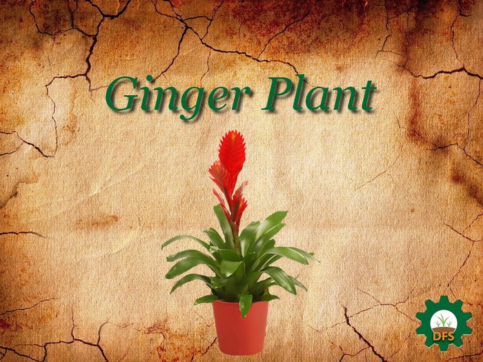 DFS Texture Ginger Plant