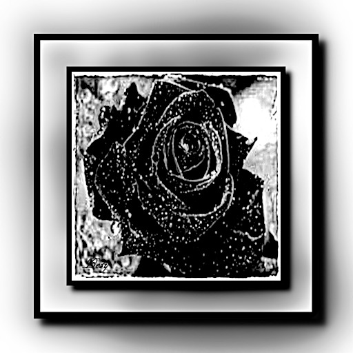 ROSE BLACK