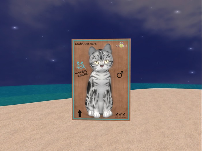 KittyCatS Box - New Born Kitten