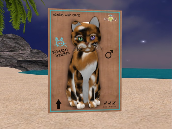 KittyCatS Box - New Born Kitten