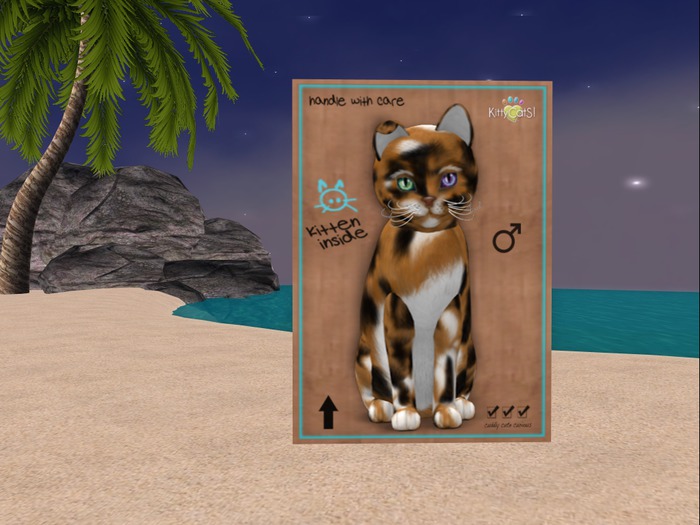 KittyCatS Box - New Born Kitten