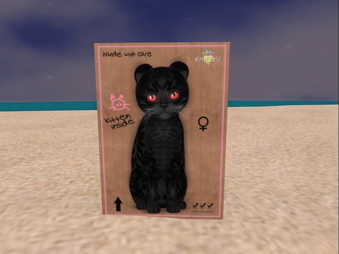 KittyCatS Box - New Born Kitten