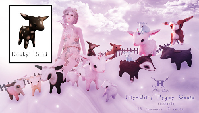 +H-Dr+ Itty-Bitty Pygmy Goat - Rocky Road (Rez)