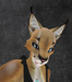 Caracal 04