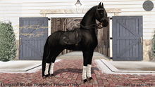 Cheval D'or - TeeglePet Friesian - Dressage Set. (Box)