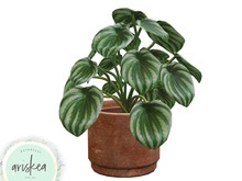 Ariskea[Costa]Heahtly Peperomia