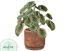 Ariskea[Costa]Sick Peperomia